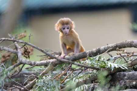 Cute baby monkey playing.