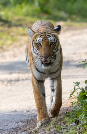 Female tigress (Panthera tigris) walking on jungle road with natural green background of forest.の写真素材