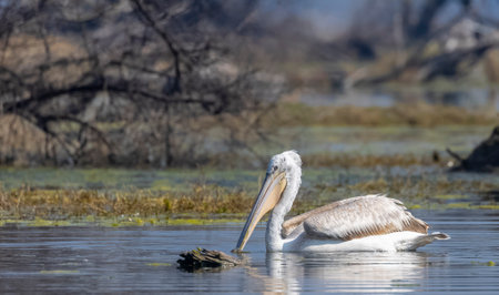 Dalmatian Pelican (Pelecanus crispus) floating in river during the winter migration in the forest.の写真素材