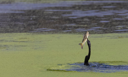 Oriental darter (Anhinga melanogaster) or snake bird fishing in river.