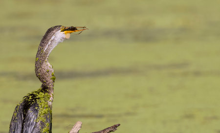 Oriental darter (Anhinga melanogaster) or snake bird fishing in river during winter migration in...