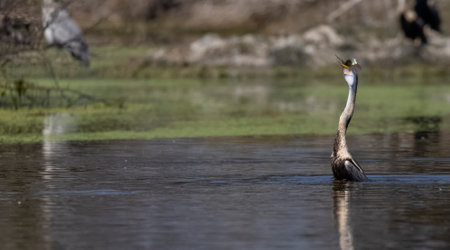 Oriental darter (Anhinga melanogaster) or snake bird fishing in river during winter migration in...