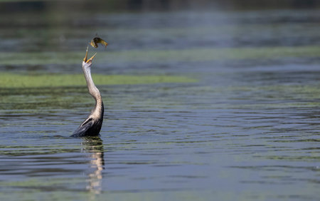 Oriental darter (Anhinga melanogaster) or snake bird fishing in river during winter migration in...