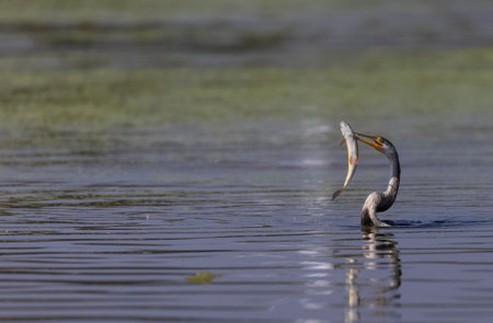 Oriental darter (Anhinga melanogaster) or snake bird fishing in river during winter migration in forest.の写真素材