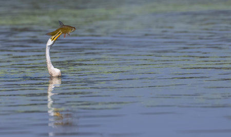 Oriental darter (Anhinga melanogaster) or snake bird fishing in river during winter migration in...