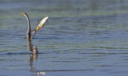 Oriental darter (Anhinga melanogaster) or snake bird fishing in river during winter migration in...