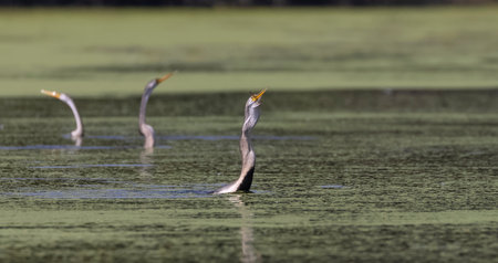Oriental darter (Anhinga melanogaster) or snake bird fishing in river during winter migration in forest.の写真素材