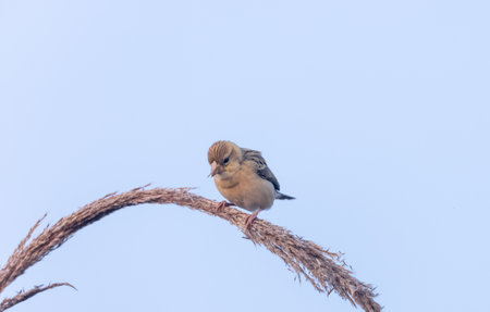 Indian Silverbills (Lonchura malabarica) bird perching on the branch of tree.