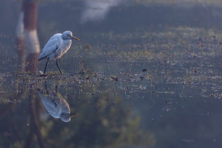 Intermediate egret (Ardea intermedia) bird hunting for fish in water body in foggy winter morning.の写真素材