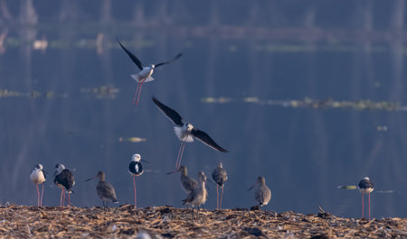 Black-winged stilt (Himantopus himantopus) standing on water body.の写真素材