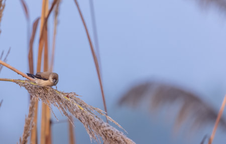 Indian Silverbills (Lonchura malabarica) bird perching on the branch of tree.の写真素材