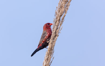 Red avadavat (Amandava amandava) bird perching on dry bushes in the forest.
