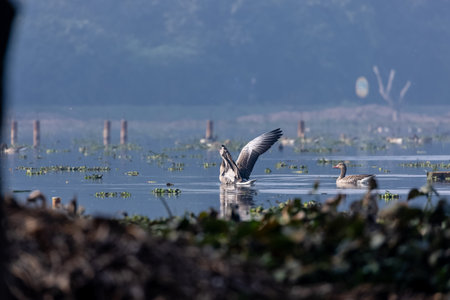 Greylag goose (Anser anser) playing in the jungle.の写真素材