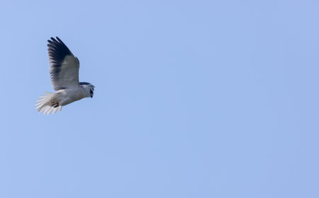Black-shouldered kite (Elanus axillaris) flying in sky.の写真素材