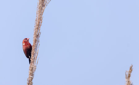 Red avadavat (Amandava amandava) bird perching on dry bushes.の写真素材