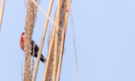 Red avadavat (Amandava amandava) bird perching on dry bushes in the forest.の写真素材