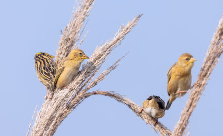Baya weaver (Ploceus philippinus) bird perching on tree branch.