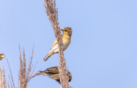 Baya weaver (Ploceus philippinus) bird perching on tree branch.の写真素材