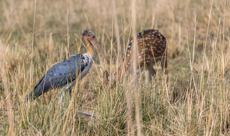 Adjutant stork (Leptoptilos dubius) walking in between the bushes at forest. Spotted deer in background.の写真素材
