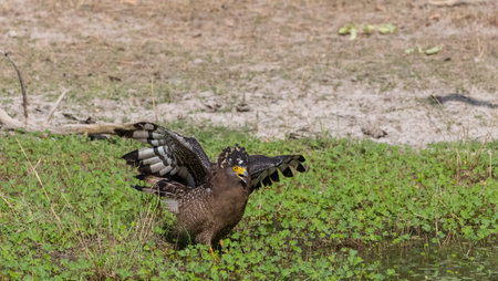 Crested Serpent Eagle (Spilornis cheela) perching on ground with open crestQ during the territory fight with Red-wattled Lapwing at the forest.の写真素材