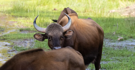 Indian Gaur (Bos gaurus) or Indian Bison walking in the indian jungle.の写真素材