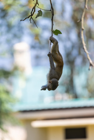 Cute baby monkey perching on tree branch.