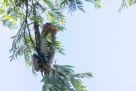 Cute baby monkey perching on tree branch in the indian forest.