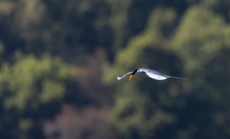 River tern (Sterna aurantia) fishing in the ram ganga river.の写真素材