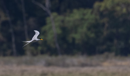River tern (Sterna aurantia) fishing in the ram ganga river.
