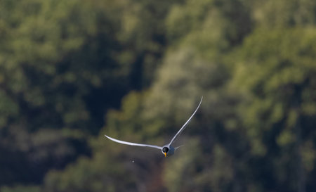 River tern (Sterna aurantia) fishing in the ram ganga river of jim corbett.