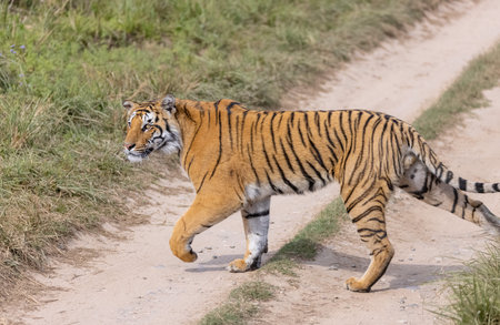 Male tiger (Panthera tigris) walking at jungle with natural green background of forest.の写真素材