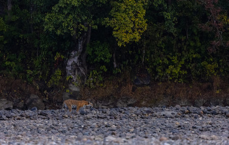 Female tigress (Panthera tigris) at jungle hunting sanbar deer.の写真素材