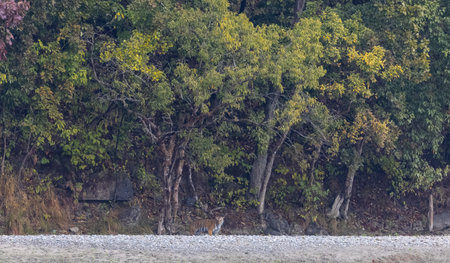 Female tigress  (Panthera tigris) at jungle hunting sanbar deer.