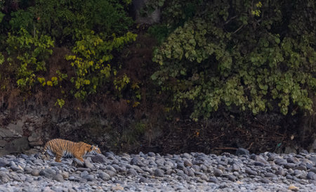 Female tigress  (Panthera tigris) at jungle hunting sanbar deer.の写真素材