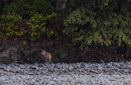 Female tigress  (Panthera tigris) at jungle hunting sanbar deer.
