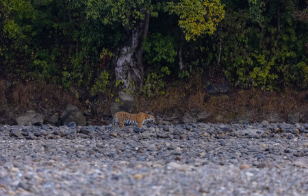 Female tigress  (Panthera tigris) at jungle hunting sanbar deer.の写真素材