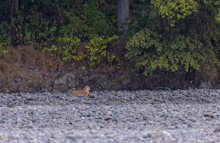 Female tigress  (Panthera tigris) at jungle hunting sanbar deer at jim corbett national park.