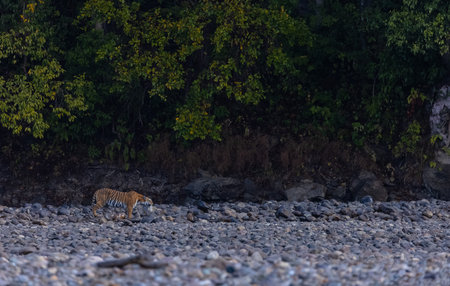 Female tigress  (Panthera tigris) at jungle hunting sanbar deer.の写真素材