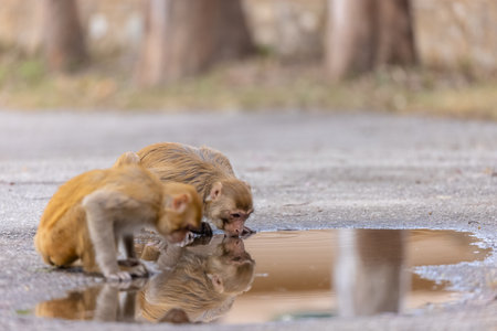 Rhesus macaque (Macaca mulatta) or Indian Monkey play full mode in the forest.の写真素材