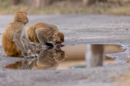 Rhesus macaque (Macaca mulatta) or Indian Monkey play full mode in the forest of corbett.の写真素材
