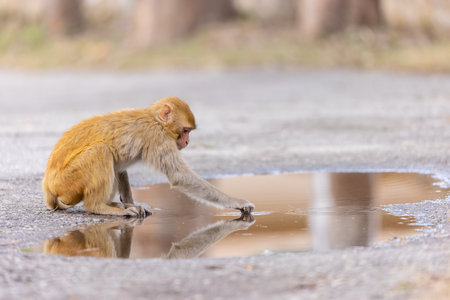 Rhesus macaque (Macaca mulatta) or Indian Monkey play full mode in the forest of corbett.の写真素材