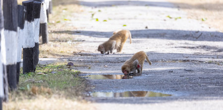 Rhesus macaque (Macaca mulatta) or Indian Monkey play full mode in the forest of corbett.