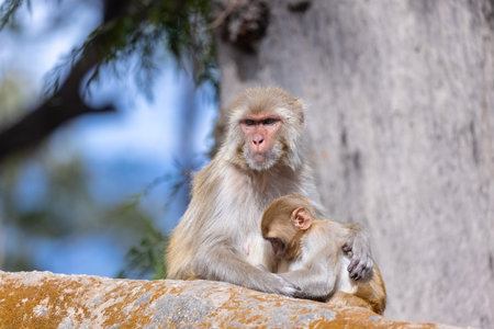 Rhesus macaque (Macaca mulatta) or Indian Monkey play full mode in the forest of corbett.