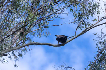 Grey-headed fish eagle flying in sky for fishing.