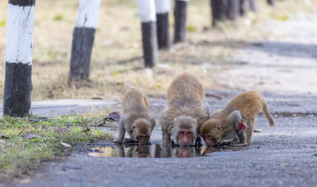 Rhesus macaque (Macaca mulatta) or Indian Monkey play full mode in the forest of corbett.の写真素材