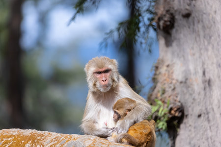 Rhesus macaque (Macaca mulatta) or Indian Monkey play full mode in the forest of corbett.
