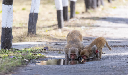 Rhesus macaque (Macaca mulatta) or Indian Monkey play full mode in the forest of corbett.の写真素材