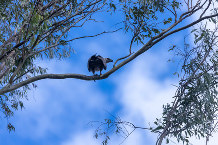 Grey-headed fish eagle flying in sky for fishing.