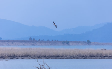 Grey-headed fish (Ichthyophaga ichthyaetus) eagle flying in sky for fishing.の写真素材