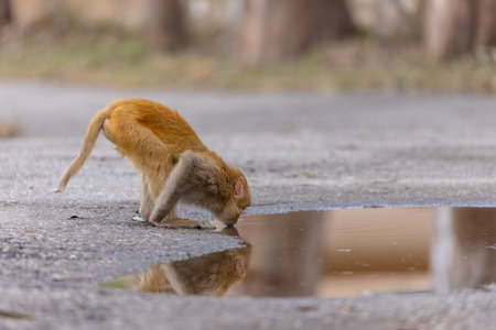 Rhesus macaque (Macaca mulatta) or Indian Monkey play full mode in the forest.の写真素材